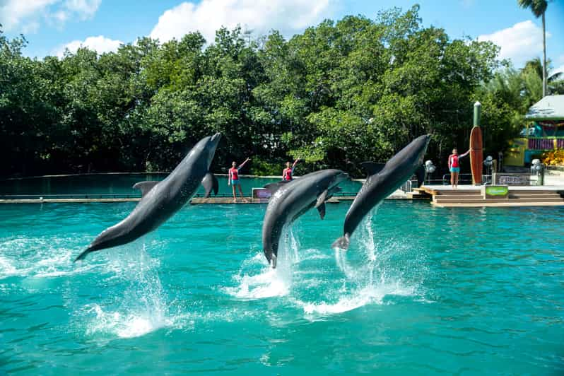 Miami: Experiencia de Nado con Delfines con Entrada al Seaquarium