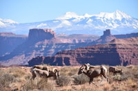Moab, Canyonlands National Park 4x4 White Rim Tour - Hizvo
