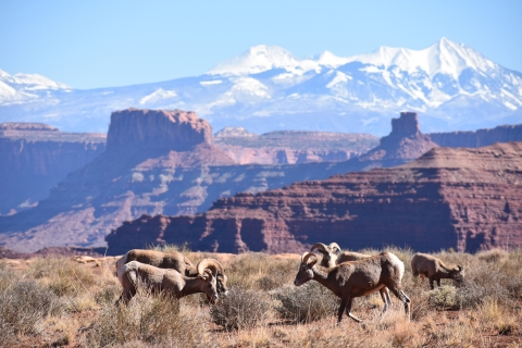 Moab: 4x4 White Rim Tour im Canyonlands National Park
