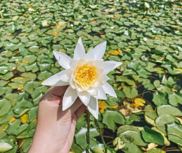 Virpazar Excursion en kayak sur le lac Skadar GetYourGuide