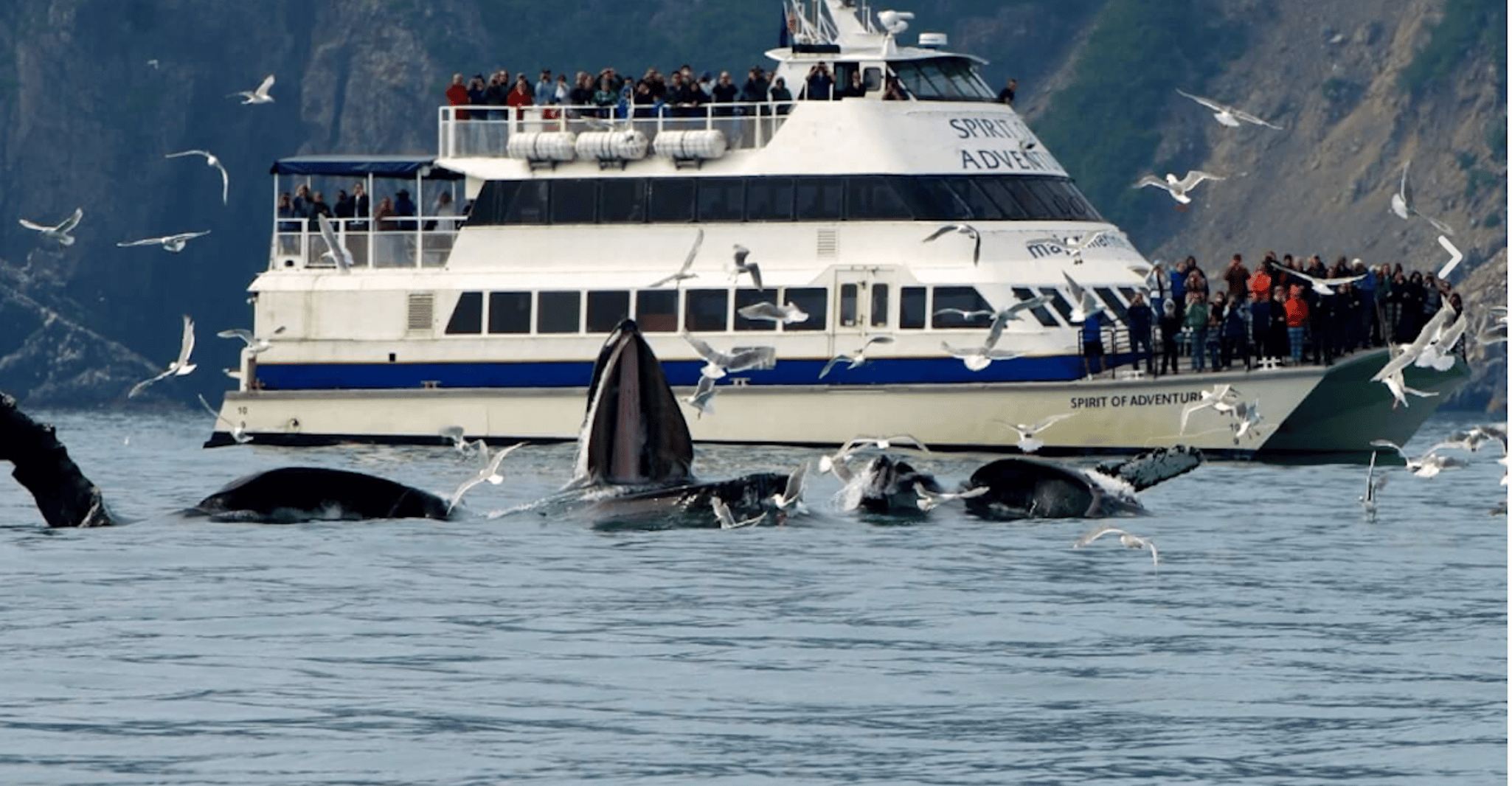 Seward, Kenai Fjords National Park 6-Hour Cruise - Housity