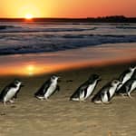 Da Melbourne: Penguin Parade, koala e canguri