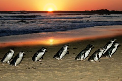 From Melbourne: Penguin Parade and Brighton Beach Boxes Tour
