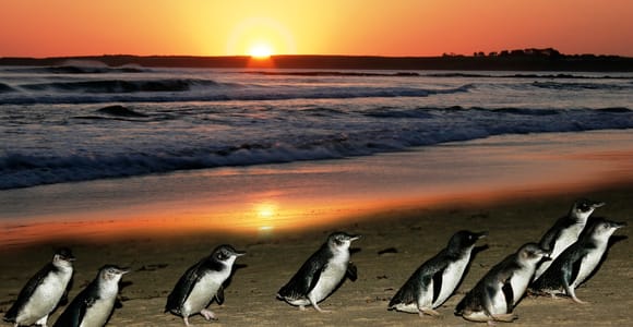 Von Melbourne aus: Pinguinparade, Koalas und Kängurus