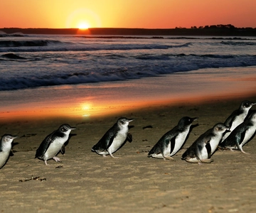 From Melbourne: Penguin Parade, Koalas & Kangaroos