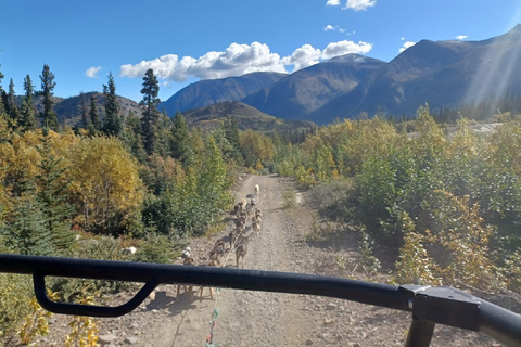 Da Skagway: Combinazione Yukon Sled Dog Mushing e White PassDa Skagway: Yukon Sled Dogs e White Pass Summit Tour