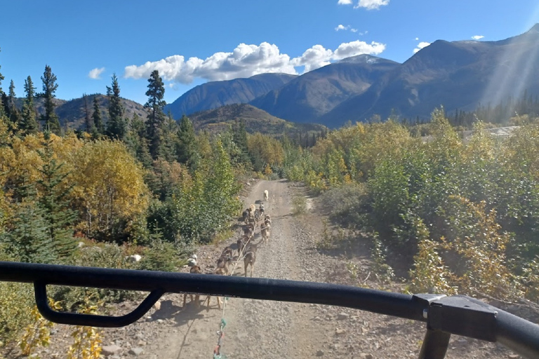 Da Skagway: Combinazione Yukon Sled Dog Mushing e White PassDa Skagway: Yukon Sled Dogs e White Pass Summit Tour