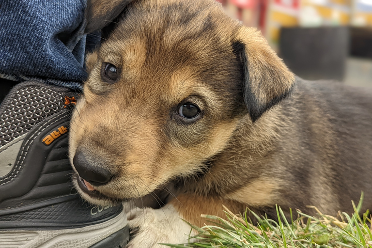 Da Skagway: Combinazione Yukon Sled Dog Mushing e White PassDa Skagway: Yukon Sled Dogs e White Pass Summit Tour