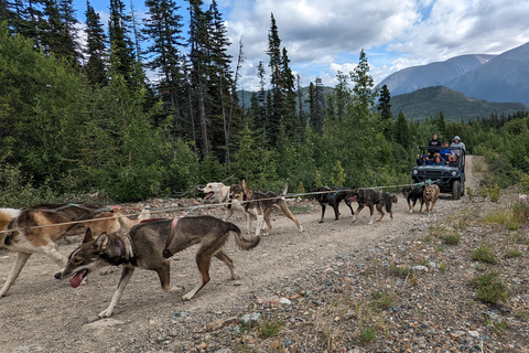 Da Skagway: Combinazione Yukon Sled Dog Mushing e White PassDa Skagway: Yukon Sled Dogs e White Pass Summit Tour