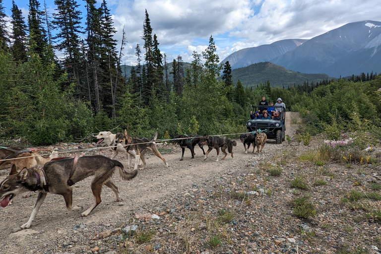 Da Skagway: Combinazione Yukon Sled Dog Mushing e White PassDa Skagway: Yukon Sled Dogs e White Pass Summit Tour
