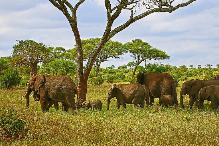 Au départ d'Arusha : Safari en voiture et en avion Tarangire et Serengeti.