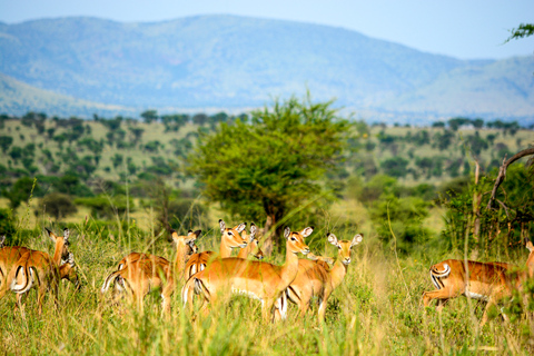 Au départ d'Arusha : Safari en voiture et en avion Tarangire et Serengeti.