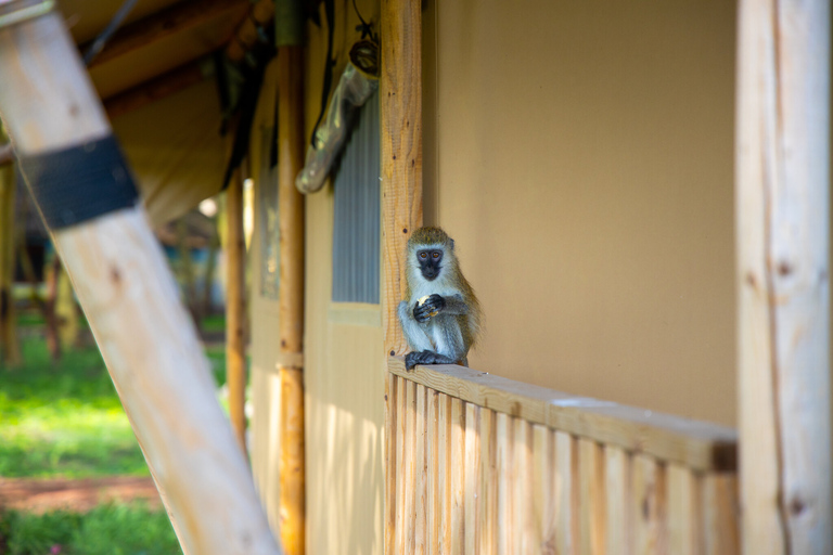 From Arusha: 3-Day Game Drive Tarangire &amp; Ngorongoro Crater