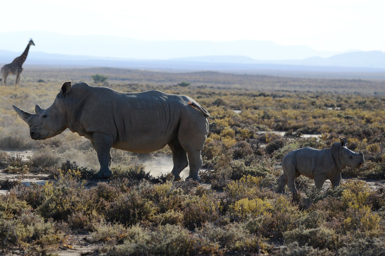 Au départ d'Arusha : 3 jours de safari au Tarangire et au cratère du Ngorongoro.