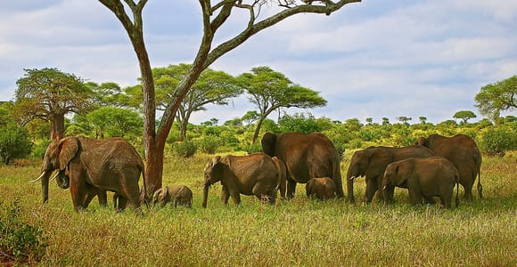  African Wilderness Revision - Safari Travel Guide T