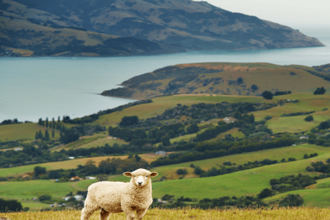 Auckland: Tosatura delle pecore e tour della città con pranzo