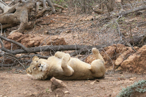 From JNB: Pilanesberg Safari incl. Lunch Full day