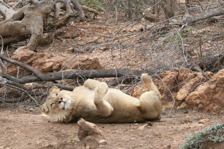 From JNB: Pilanesberg Safari incl. Lunch Full day