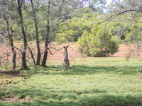 Tour costiero di Brisbane, canguri, uccelli e mangrovie - Hizvo