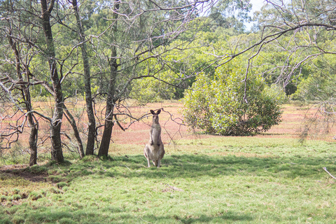 Brisbane: Kangaroos, Birds and Mangroves Coastal Tour Brisbane: Kangaroos, Birds & Mangroves Coastal Private Tour