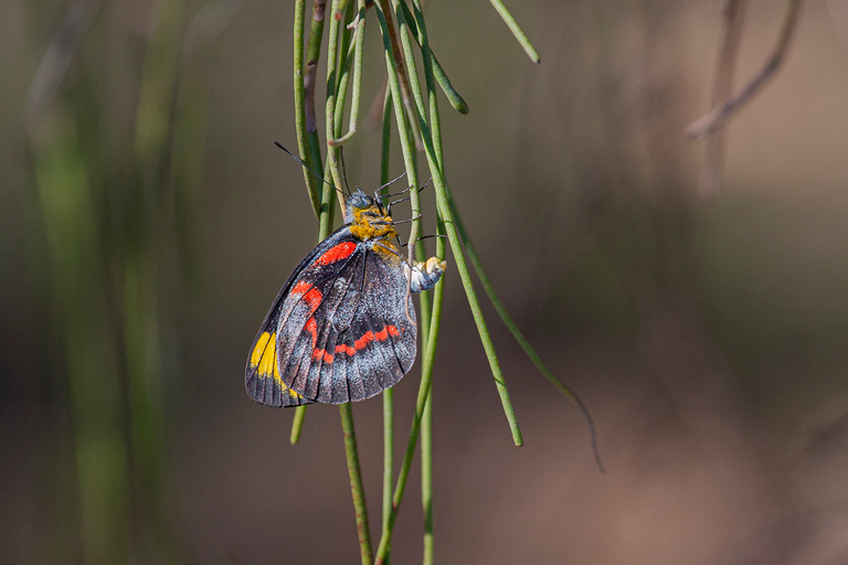 Brisbane: Kangaroos, Birds and Mangroves Coastal Tour Brisbane: Kangaroos, Birds & Mangroves Coastal Private Tour