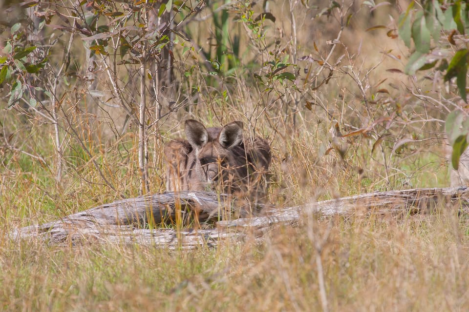 Brisbane Kangaroos, Birds and Mangroves Coastal Tour GetYourGuide