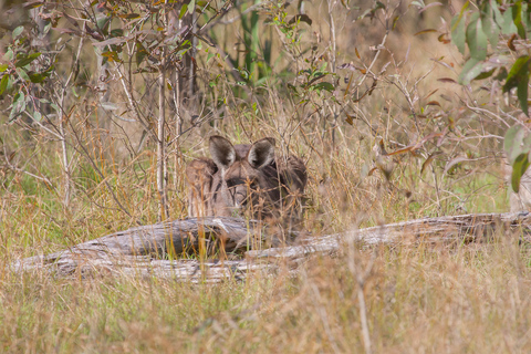 Brisbane: Kangaroos, Birds and Mangroves Coastal Tour Brisbane: Kangaroos, Birds & Mangroves Coastal Private Tour