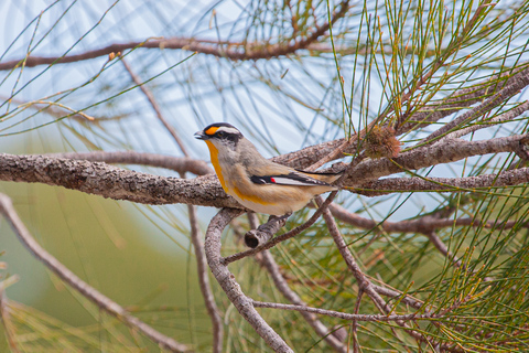 Brisbane: Kangaroos, Birds and Mangroves Coastal Tour Brisbane: Kangaroos, Birds & Mangroves Coastal Private Tour