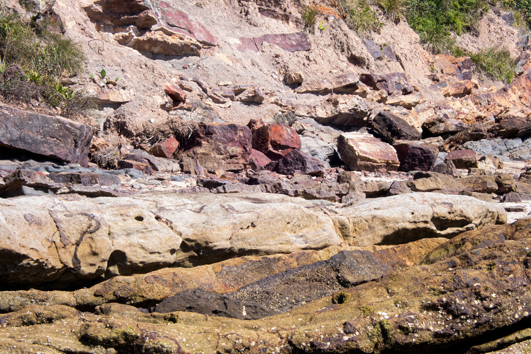 Brisbane: Kangaroos, Birds and Mangroves Coastal Tour Brisbane: Kangaroos, Birds & Mangroves Coastal Private Tour