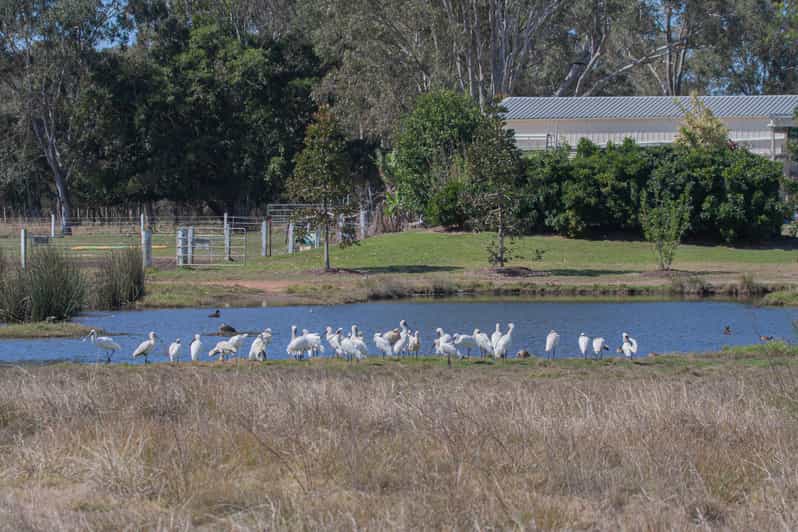 Brisbane Kangaroos, Birds and Mangroves Coastal Tour GetYourGuide