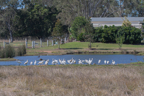 Brisbane: Kangaroos, Birds and Mangroves Coastal Tour Brisbane: Kangaroos, Birds & Mangroves Coastal Private Tour