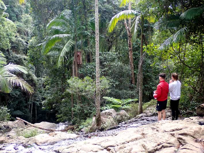 brisbane rainforest tour