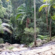 From Brisbane: Maiala Rainforest Private Tour