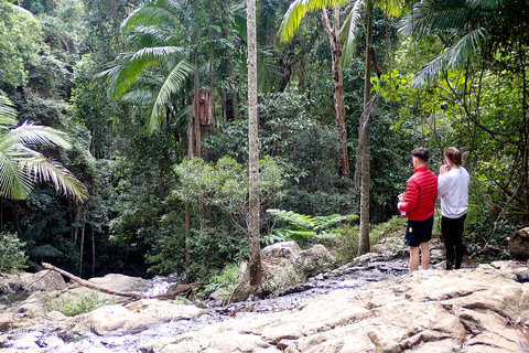 Da Brisbane: tour privato della foresta pluviale di Maiala