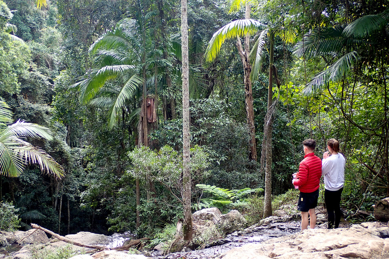 Au départ de Brisbane : visite privée de la forêt tropicale de Maiala