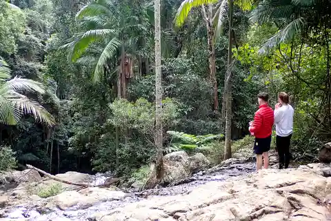 From Brisbane: Maiala Rainforest Private Tour