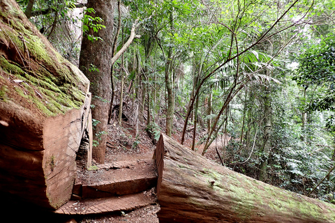 Von Brisbane aus: Maiala Rainforest Private Tour