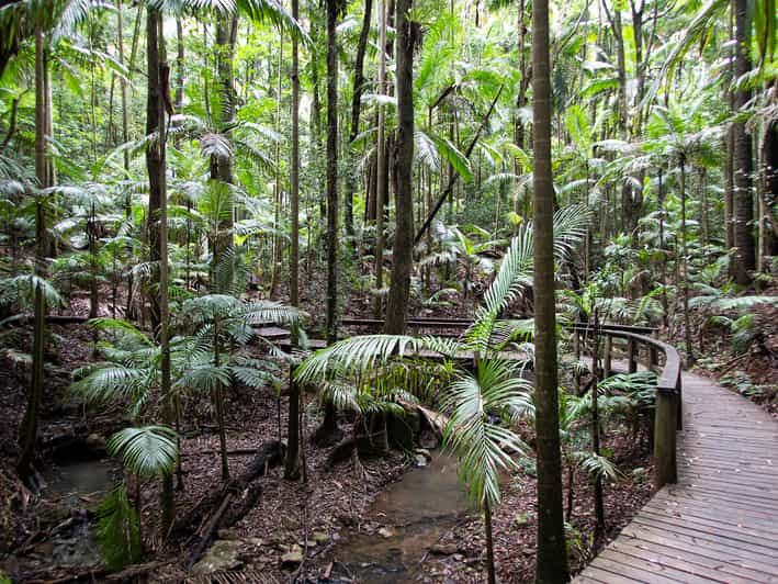 rainforest tours brisbane