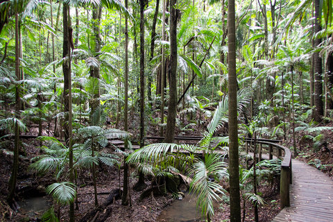 De Brisbane: excursão privada à floresta tropical de Maiala