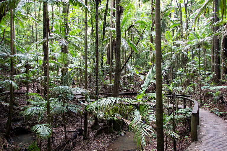 Från Brisbane: Privat tur i Maiala RainforestFrån Brisbane: Privat rundtur i regnskogen Maiala