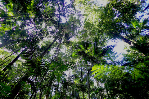 Från Brisbane: Privat tur i Maiala RainforestFrån Brisbane: Privat rundtur i regnskogen Maiala