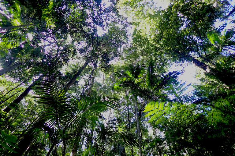 De Brisbane: excursão privada à floresta tropical de Maiala