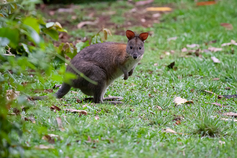 Au départ de Brisbane : visite privée de la forêt tropicale de Maiala