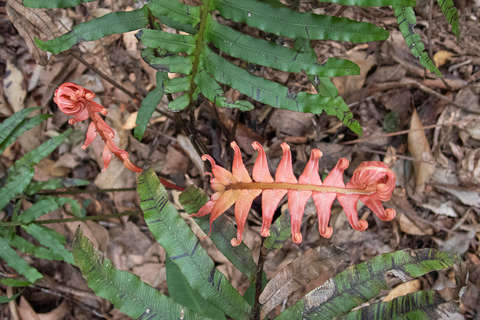 From Brisbane: Maiala Rainforest Private Tour