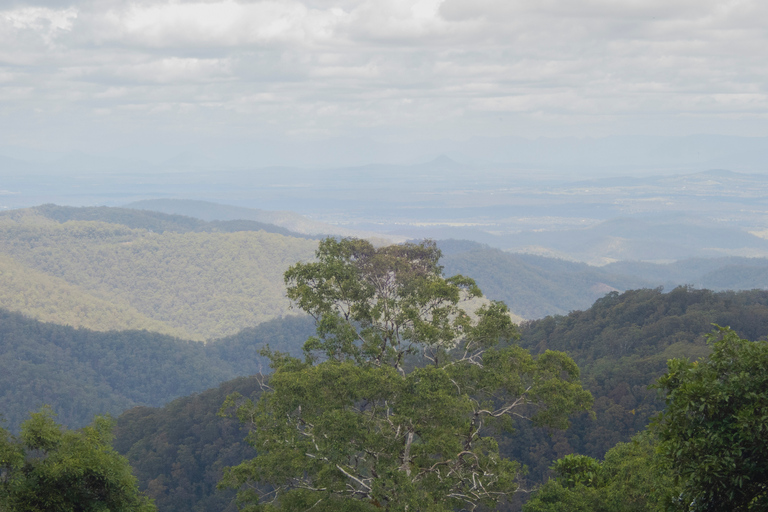 Au départ de Brisbane : visite privée de la forêt tropicale de Maiala