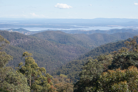 Au départ de Brisbane : visite privée de la forêt tropicale de Maiala