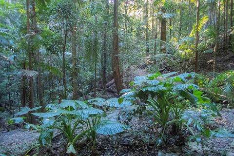 Vanuit Brisbane: privétour Maiala Rainforest