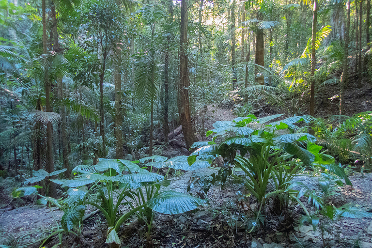 De Brisbane: excursão privada à floresta tropical de Maiala