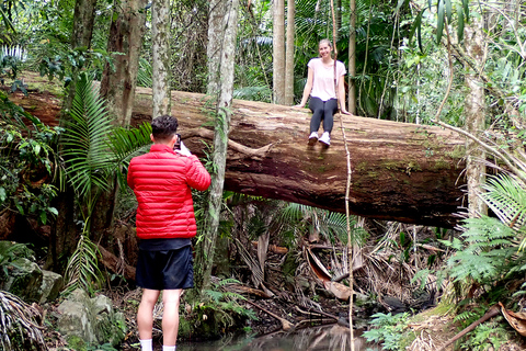 Au départ de Brisbane : visite privée de la forêt tropicale de Maiala