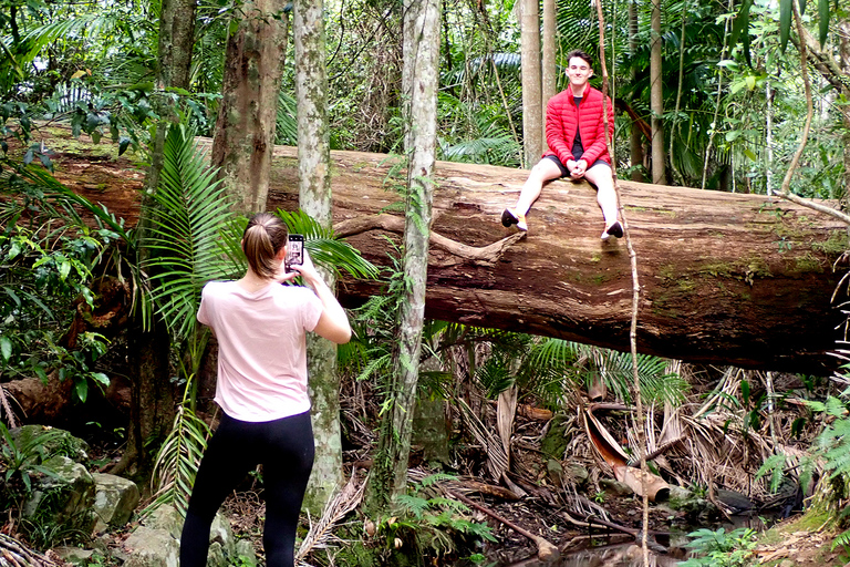 Au départ de Brisbane : visite privée de la forêt tropicale de Maiala